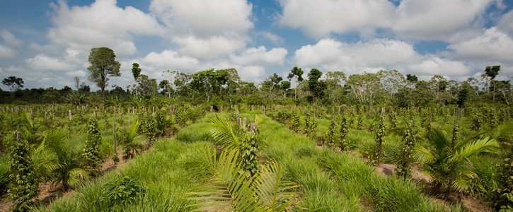 Entenda os principais desafios para se implementar uma agrofloresta. agroRESET