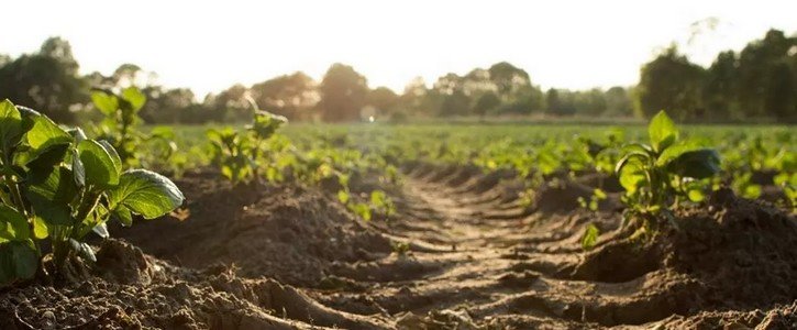 Grandes empresas apostam na agricultura regenerativa